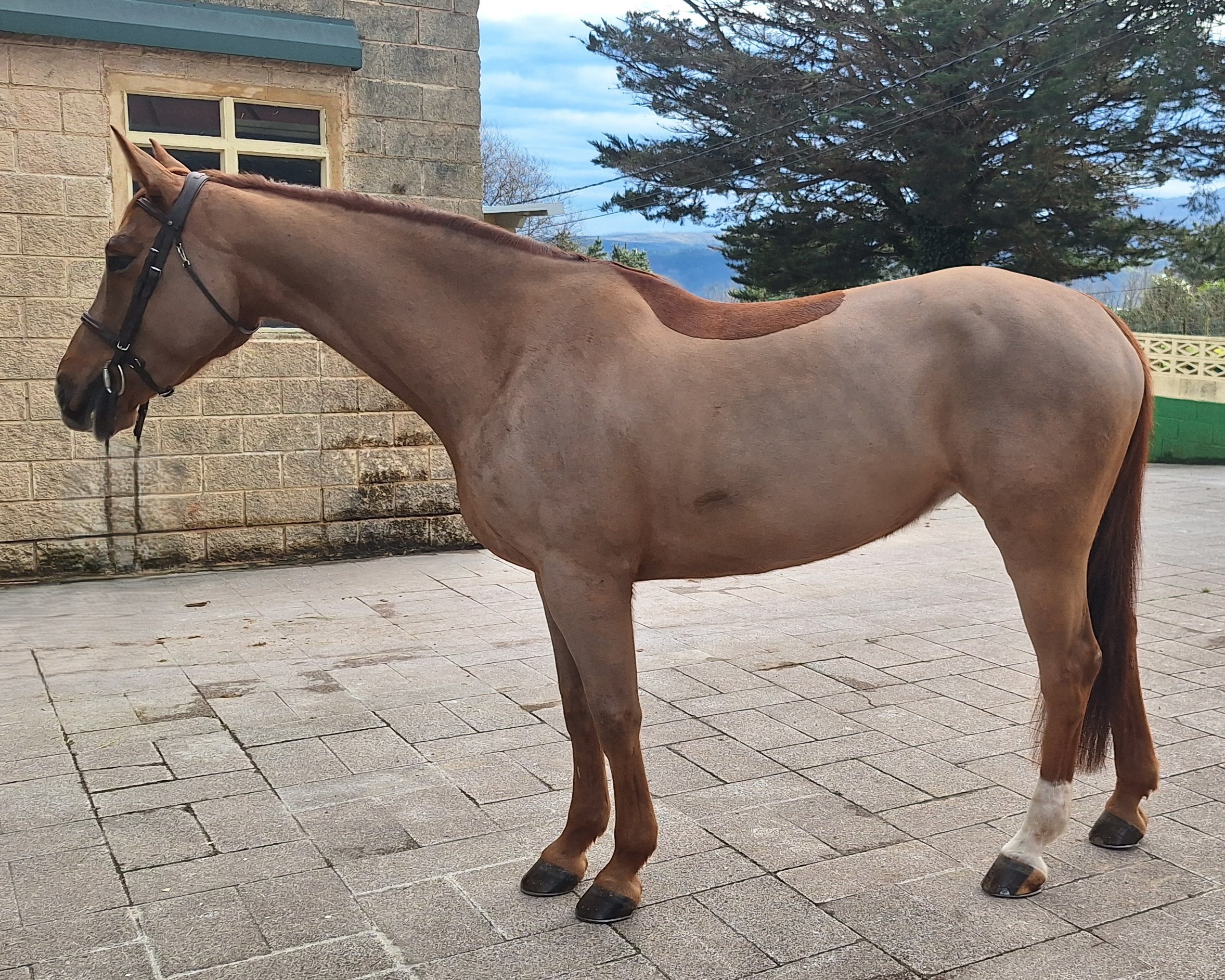 horse